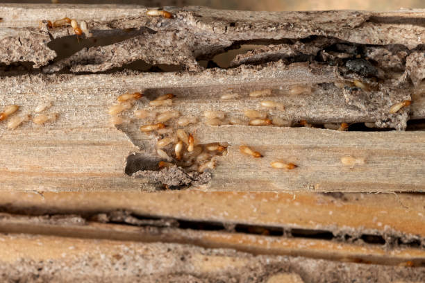 Best Rat Extermination Near Me  in Fort Calhoun, NE